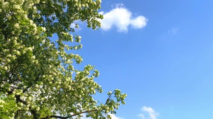 Wall Mural - Beautiful white flowers blooming apple tree branches in spring video.