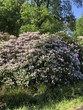 Rhododendron im Park 