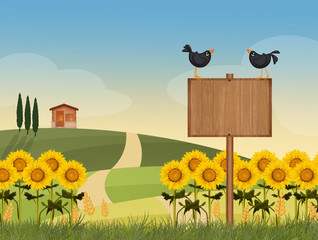 Poster - sunflowers field in the countryside