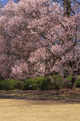 Cherry blossom in Tokyo