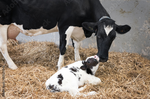 Fotografía mother cow and newborn black and white calf in straw inside barn of dutch farm i