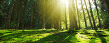 Fototapeta Las - Sun shines through the trees in the pine forest.