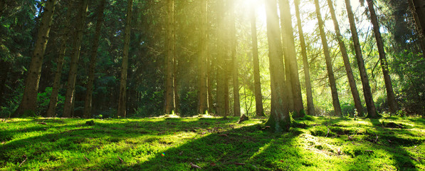 Wall Mural - sun shines through the trees in the pine forest.