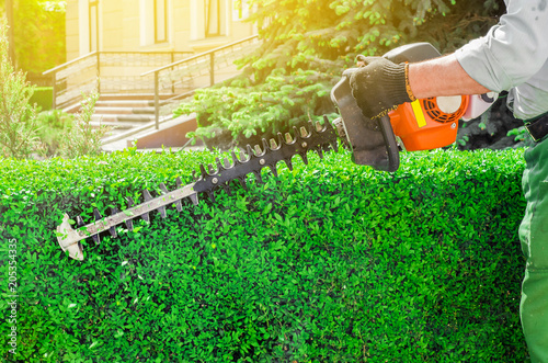 Garden gasoline scissors, trimming green bush, hedge Tableau sur Toile