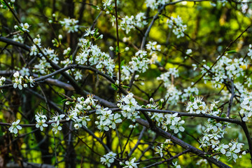 Sticker - white cherry flowers on branches in spring