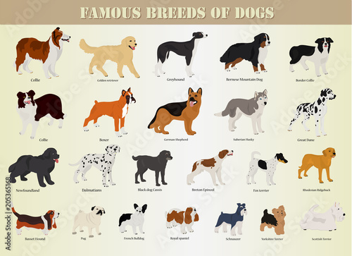types of dogs with images and names