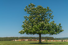  A Lonely Blooming Chestnut Tree On A Hill With Cattle Underneath