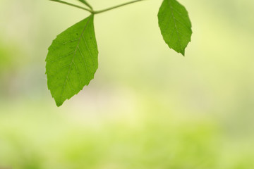 Wall Mural - green leaves