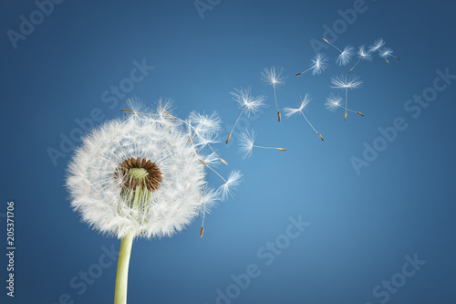 Dandelion clock dispersing seed Slika na platnu
