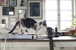© Ulrika Kestere - Cat walking on table in cosy scandinavian home