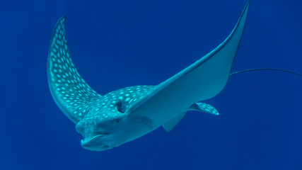 Isolated White spotted eagle ray fish- Red Sea Israel