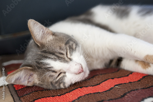 Jeune Chat Tigre Blanc Endormi Sur Un Tapis Buy This Stock Photo And Explore Similar Images At Adobe Stock Adobe Stock Jeune Chat Tigre Blanc Endormi Sur Un Tapis Buy This Stock Photo And Explore Similar Images At Adobe Stock Adobe Stock