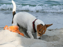 Cute Dog Jack Russell Terrier Play With Shoe On The Beach