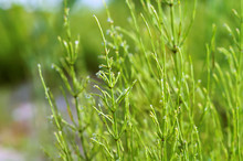 Equisetum Stems Close-up. Dew Drops On Green Equisetum. Green Grass Stems And Water Drops.