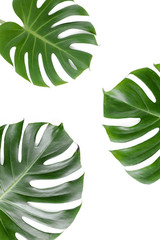  Tropical palm leaves Monstera on white background. Flat lay, top view minimal concept.