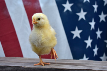 an all American Chick