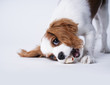© Angela and Ithyle - A Cavalier King Charles spaniel eating a bone on a white background