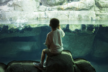 A Little Boy Sitting By A Tank In The Aquarium To See The Puffins