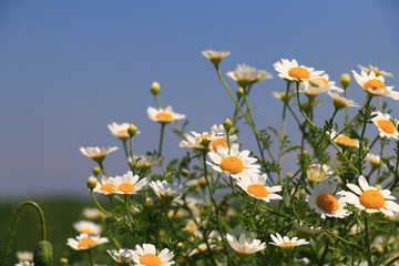 Fotomurales - summer flowers landscape