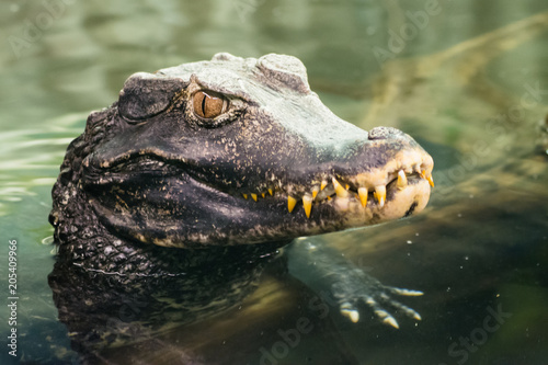 Photographie Caiman crocodilus (Crocodilia)