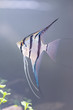 angelfish - Pterophyllum scalare