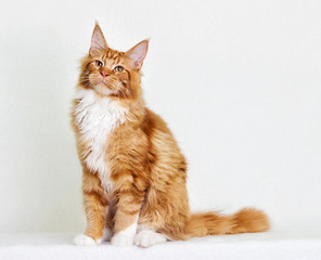 Wall Mural - cat maine coon on white background