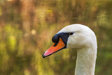 Head And Neck Part Of A White Swan And Blurred Background