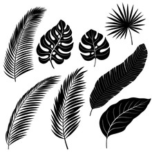 Silhouettes Of Palm Leafs