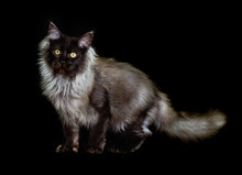 Cat Maine Coon On A Black Background