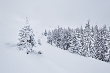 Wall Mural - Fairy winter landscape with fir trees and snowfall. Christmas greetings concept