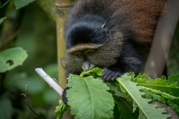 Sticker - Golden monkey in Volcanoes National Park