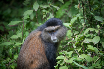 Sticker - Golden monkey in Volcanoes National Park