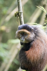 Sticker - Golden monkey in Rwanda