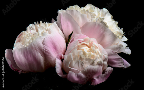 Fotografía Pink peonies against a black background