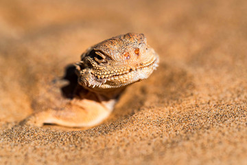 Wall Mural - Spotted toad-headed Agama buried in sand close