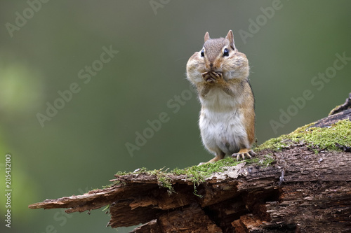 Fotomural Eastern Chipmunk standing on a mossy log with its cheep pouches full of food