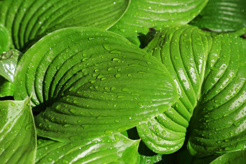 Huge green leaves with drop of dew