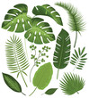 Collection of Exotic Plants Vector Illustrations with Tropical Leaves