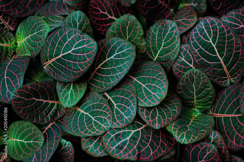 tropical green background, exotic green leaves, texture, pattern Poster