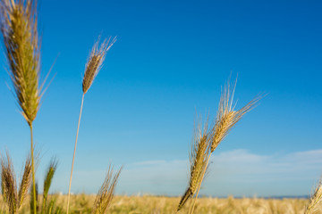 Horizontal View of some Hears of Wheat on Wheat Field and Blue Sky Background