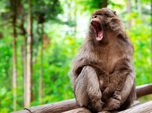 Funny Monkey Sitting In Tropical Forest