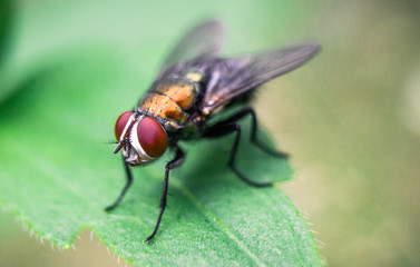fly