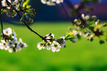 Cherry Tree On A Sunny Spring Afternoon With Blossoming White Flowers And Shallow Depth Of Field On A Blurred Green Background.