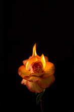 Yellow And Red Rose Flame On Black Background