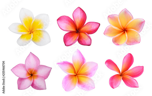 Fotografía set of white frangipani (plumeria) flower isolated on white background