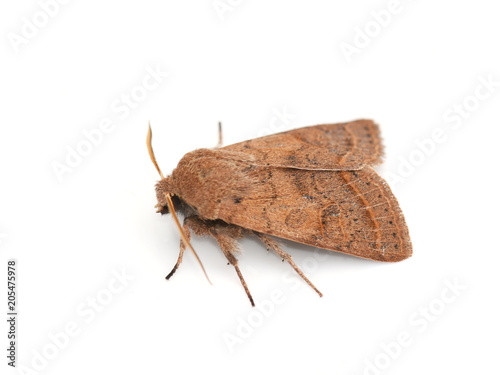 Cuadros en Lienzo Common quaker moth Orthosia cerasi on white background