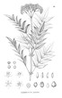 Illustration of plant