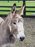 Fototapeta Zwierzęta - Donkey Headshot