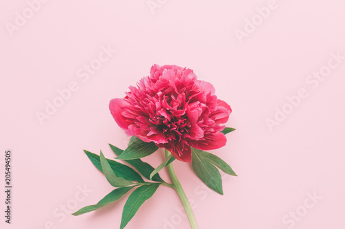 One pink peony flower on light pink background. Top view.