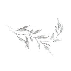 wild herb branch pencil drawing